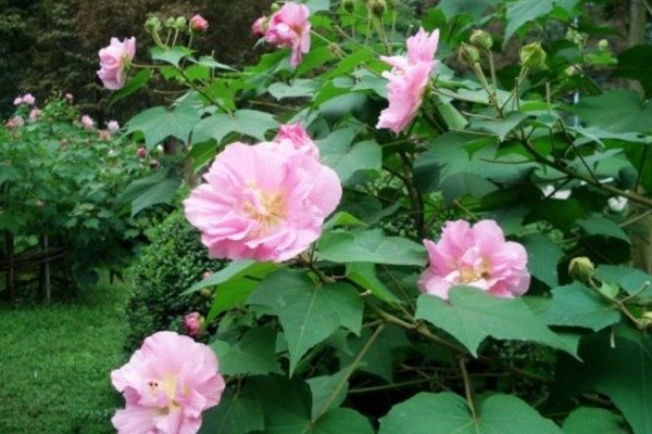 芙蓉花開完花怎麼剪枝