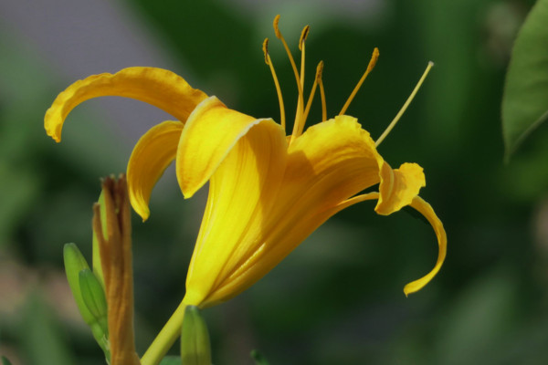 黃花菜有毒嗎