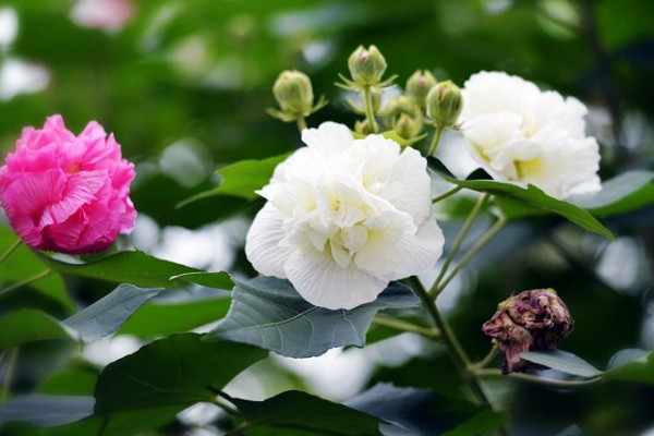 芙蓉花什麼時候剪枝