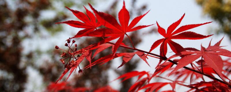 紅楓樹是怎麼嫁接的