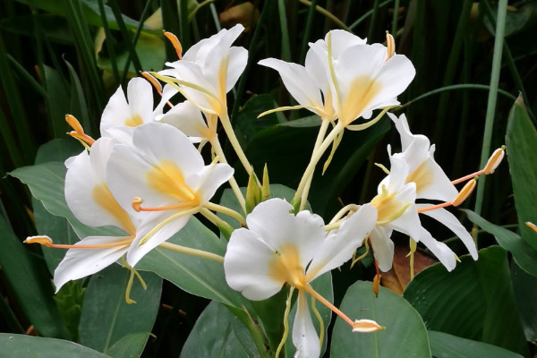 薑花怎麼不開花