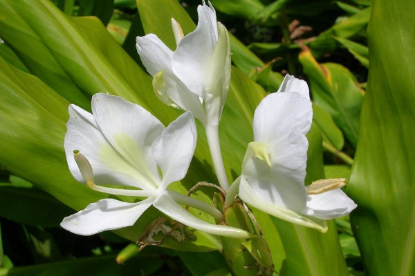 薑花怎麼不開花