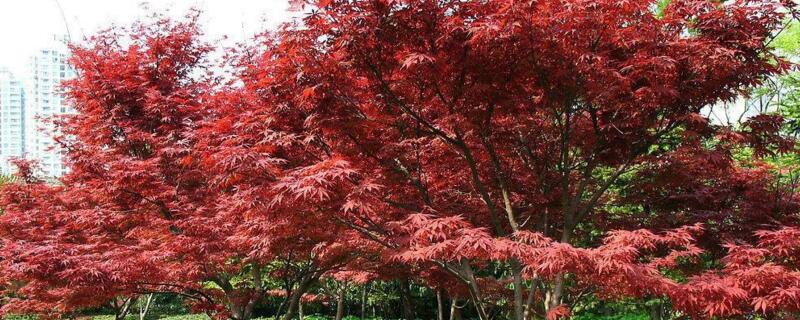 紅楓樹怎麼澆水