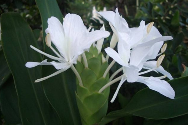 薑花開花後要怎麼處理