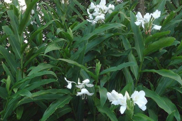 薑花開花後要怎麼處理