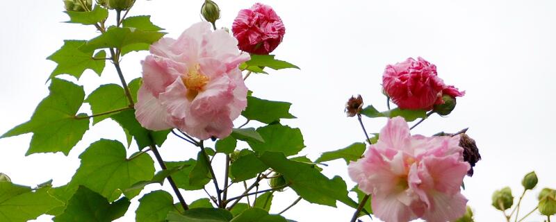 芙蓉花葉子怎麼栽培