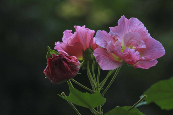 芙蓉花葉子怎麼栽培