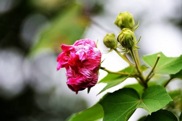 芙蓉花葉子怎麼栽培