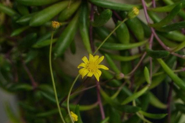 黃花新月如何養