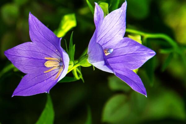 桔梗花種子怎麼種