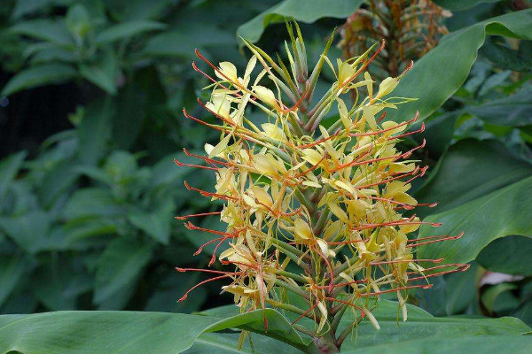 薑花種植技術