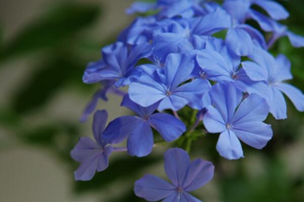 藍雪花夏天怎麼澆水