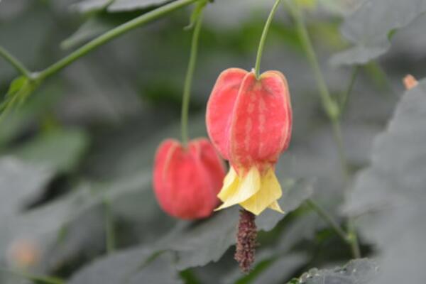 蔓性風鈴花怎麼搭架