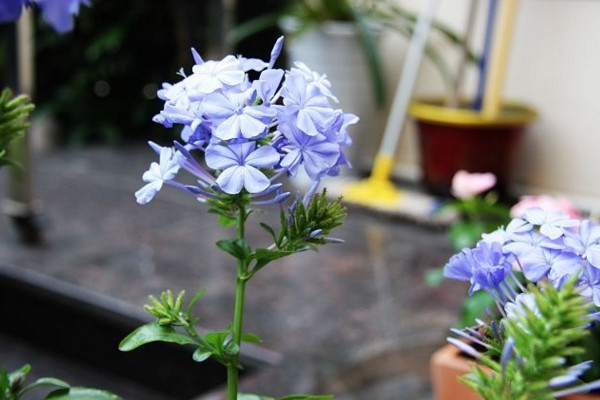 藍雪花施什麼肥