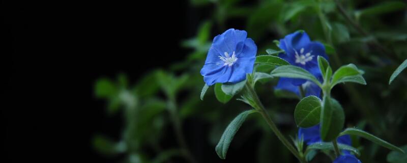 藍星花開花時間