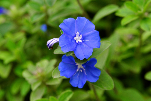 藍星花開花時間