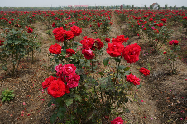 玫瑰花移栽後多久發芽