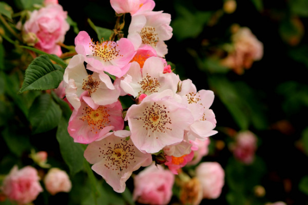 薔薇多久澆水一次