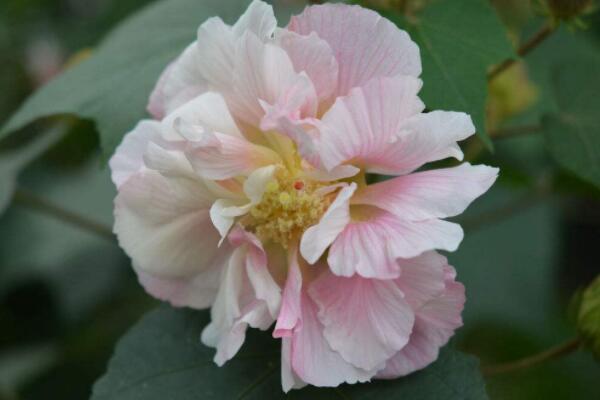 扡插芙蓉花的養殖方法