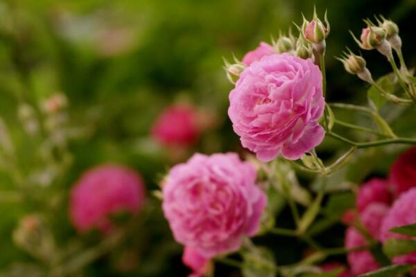 薔薇花剪枝可以插活麼