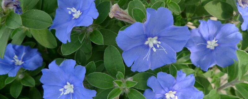 日本藍星花怎麼養