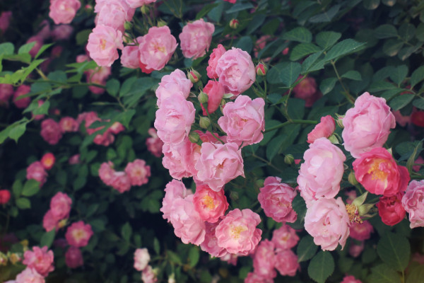 薔薇花怎麼培育