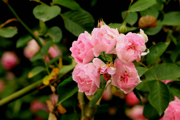 薔薇移栽後要不要修剪