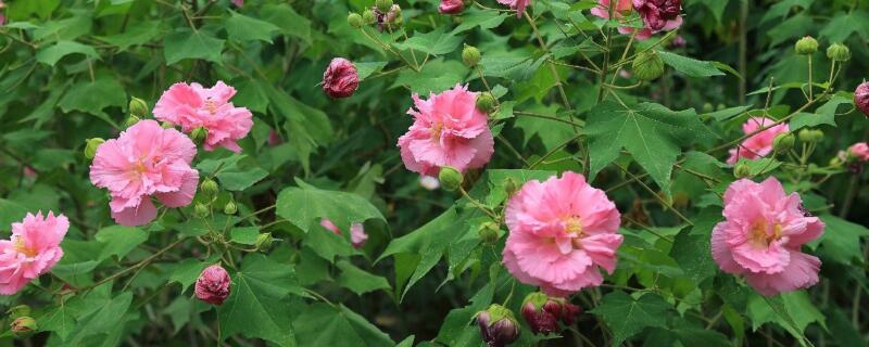 三醉芙蓉怎麼養