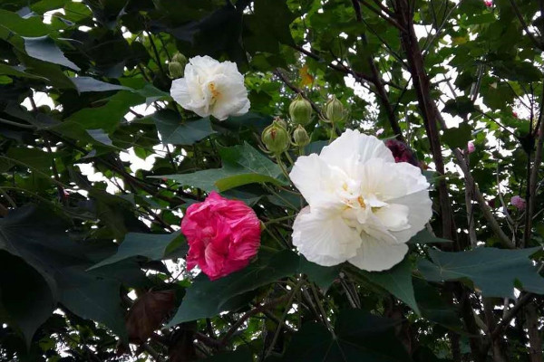 三醉芙蓉怎麼養