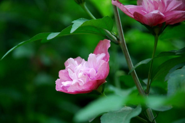 木菊花水中生根方法