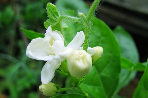 茉莉怎麼澆水