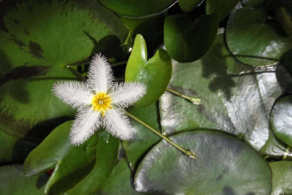 一葉蓮開花後怎麼修剪