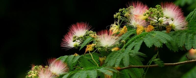 榕花樹的花有什麼作用