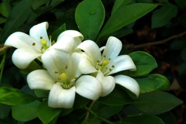 九裏香開花後如何修剪