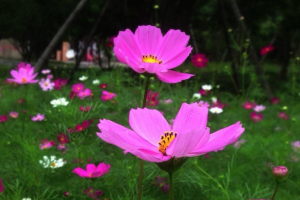 波斯菊發芽後如何管理