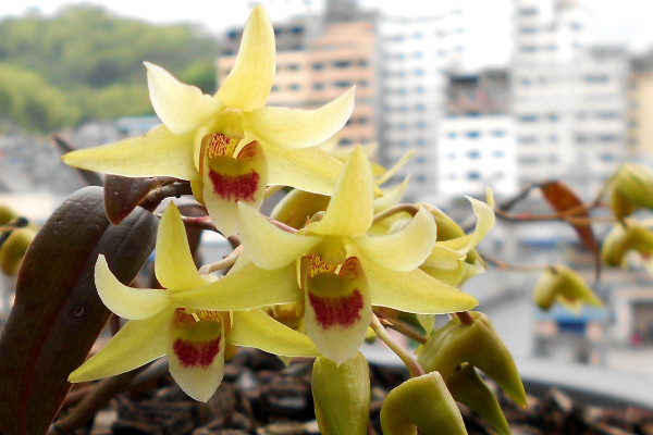 石斛開花後怎樣管理