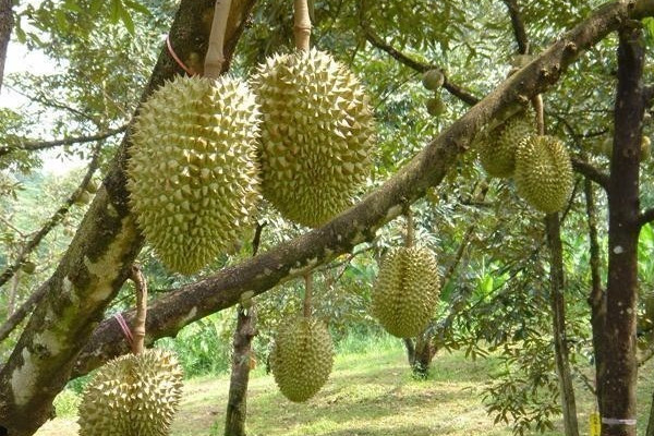 榴蓮樹長什麼樣