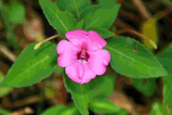 鳳仙花的生長需要哪些條件