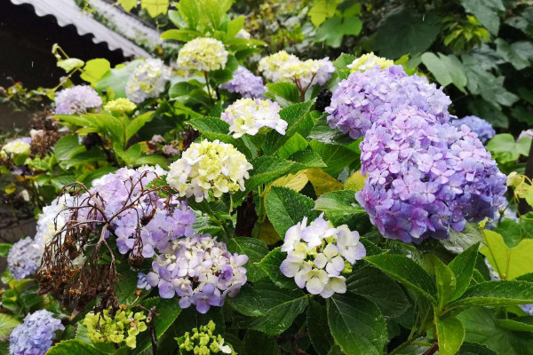 繡球悶根症狀