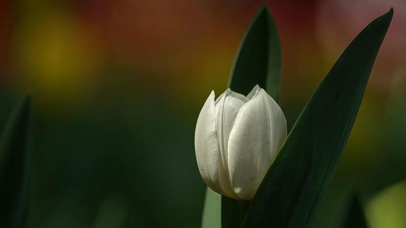 白色鬱金香花語