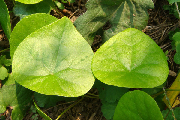 植物葉子卷曲什麼原因