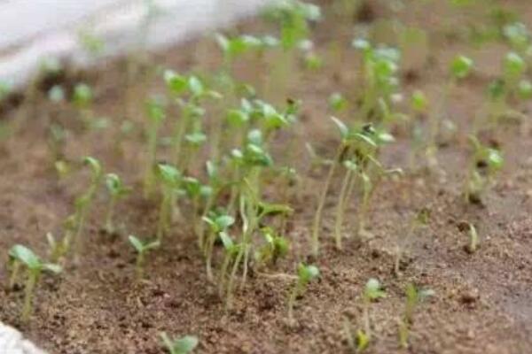 水草種子泡著會發芽嗎