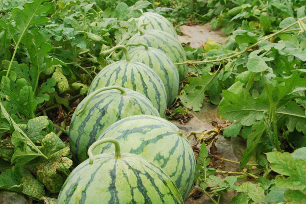 西瓜種植技術