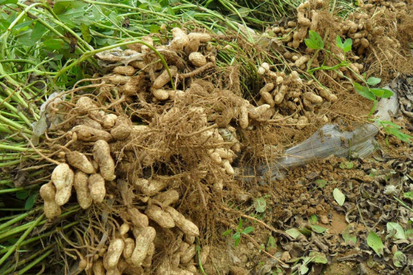 花生秧黃葉子是怎麼回事