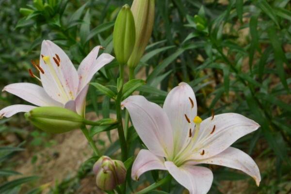 百合花生蟲子了怎麼辦