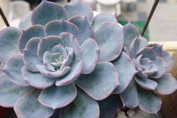 石蓮花多肉植物怎麼養