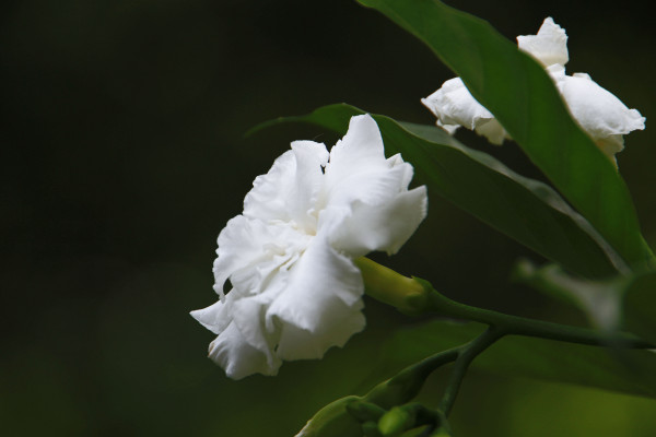 枙子花花語