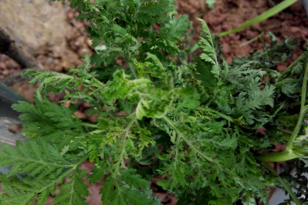 青蒿與黃花蒿怎麼辨別