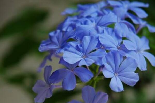 藍花丹怎麼養