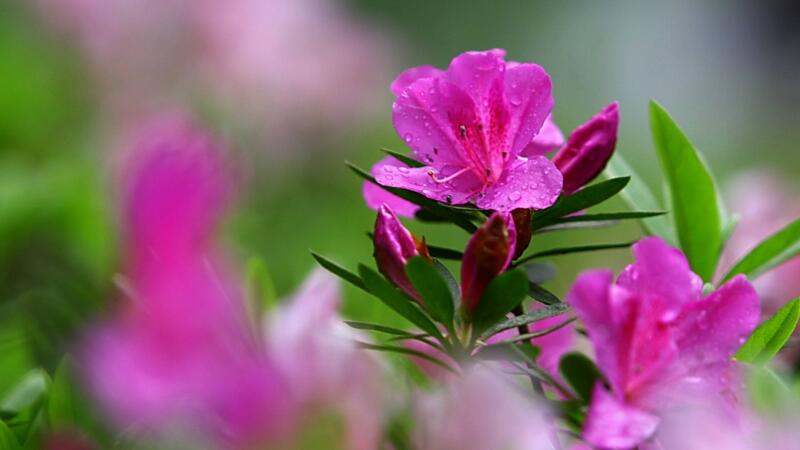 杜鵑花為什麼不開花